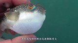 河豚的肚子里装的是什么？老外用刀划开，看到的景象让人细思极恐