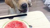 狗吃勺有什么问题吗