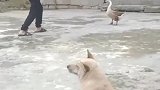 铲屎官和大鹅打架，狗子却在隔岸观火，这一幕看完不许笑！