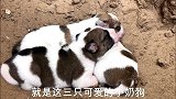 偶遇三只被遗弃的小奶狗，结局很暖心！