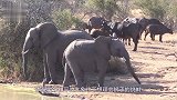 狮群不断挑衅象群，大象忍无可忍，草原大战彻底爆发场面激烈！