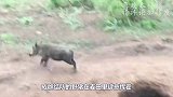 几十只野猪吃得正欢，只听“砰”的一声，瞬间安排得明明白白！