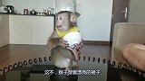 猴子穿着小裙子坐在桌子上，抱着碗舔米饭，简直跟个孩子一样