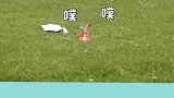 猫：大可不必