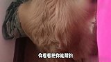 金毛和凳子怼上了,看那小眼神,别笑