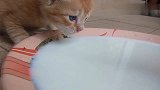 小奶猫和猫爸一起喝奶，橘猫谁还不是个宝宝