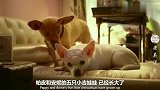 狗狗对一条母狗一见钟情，可自己的笑容却把它吓了，结果你想不到