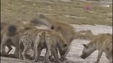 动物世界的残忍,大群鬣狗疯抢猎食的皮,真是残忍的画面!