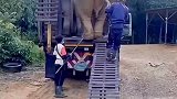 大象下车真聪明啊，看过马和牛卸车的，那家伙摔的老狠了