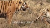 老虎叼着猎物缓慢前行，拉近镜头一看，结局让人惊讶