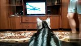猫咪天天看电视，主人一挡着，猫咪就这反映