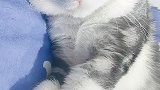 家有一只懒猫的生活日记