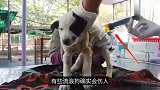 狗妈嚎叫求路人救它孩子，小狗还伤得不轻，最后让人很暖心