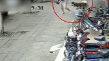 3岁男童遭大狗疯狂追咬缝3针 狗主人：打过疫苗当时刚好没系绳