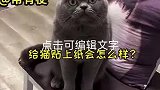 给猫贴上纸会怎么样