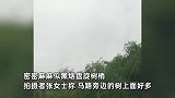 巢湖边上惊现“蚊卷风”，密密麻麻似黑烟盘旋树梢，目击者：跟呲水一样