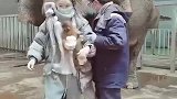 网红与大象互动