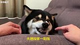 狗子：你是真的狗，居然对我使用一阳指！