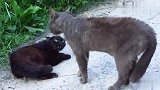 两只猫咪狭路相逢，灰猫说：我又没惹你，干嘛凶我