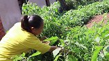 这道菜名字听着瘆的慌，有的人不敢吃，胖妹却1人吃1盘，真过瘾