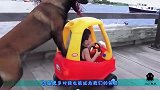 狗狗误认小主人落水，下一秒奋不顾身营救，镜头拍下全过程