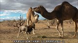 单峰骆驼喜欢咬羊，羊则是喜欢和单峰骆驼走到一起去
