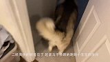 铲屎官假扮成雪狼，悄悄来到哈士奇身边，下一秒千万别笑