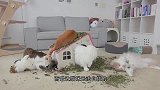 6只猫咪正在吃猫薄荷，下一秒猫咪一哄而散，这是怎么回事