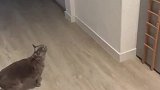 猫：睡个觉还要先锻炼一下，你看我睡个觉容易吗