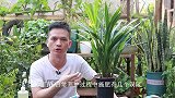 兰花喂肥的三个“误区”做错，不仅黄叶还烧根