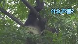 熊猫：大熊猫是能听懂自己的名字的，真的是太可爱了