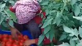 番茄熟了，来摘呀