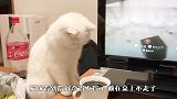 猫咪第一次见到碳酸饮料，表情太逗了，看完请忍住别笑