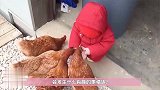 宝宝被一群小鸡当成老大跟随，场面特威风，下一幕宝宝却哭了