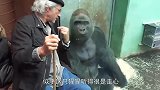 下雨天一群猩猩屋檐下避雨，这动作也太像人了，承包我一年的笑点