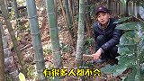莫离分享新经验：竹节很短笋就浅，冬笋不会跑多远