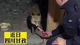 有问题找警察，小狐狸连续2晚到海拔4000米派出所蹭饭