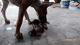 小猴子阿克塞尔黏着大花狗，大花狗很生气