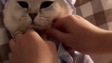 小猫咪穿的一本正经，还是逃不过主人的魔爪