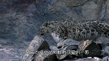 雪豹怕把尾巴弄湿直接咬着尾巴，接下来千万憋住，不要笑