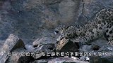 雪豹怕把尾巴弄湿直接咬着尾巴，接下来千万憋住，不要笑