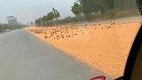 这就是在公路上晒粮食的下场，满满都是小鸟又少收百斤粮食