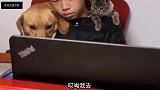 爆笑段子狗这小子不会玩啊！猫看出来了，你要是不会就我来
