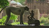 猴子误以为失手杀死同伴，相互拥抱安慰，镜头拍下全过程
