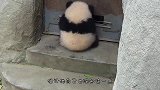 大熊猫打妈妈，结果被熊猫妈妈摁着打，场面笑翻了