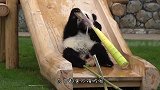 大熊猫打妈妈，结果被熊猫妈妈摁着打，场面笑翻了