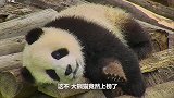 看起来战五渣，实际战斗力爆表的生物：连大熊猫也上榜了？