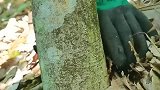 种了年的厚朴树收割了，爸爸说卖完能在城里买个房子