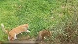 草地上玩耍的猫咪们，看这一个个的，真是太可爱了吧！