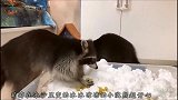 干脆面君这样降温！看得我都流口水了